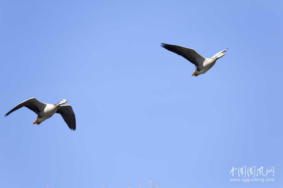 《雁南飛》  文/青春鳥
