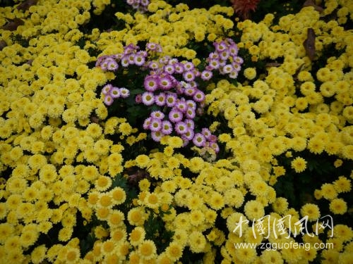 （小雨絲283）秋   菊