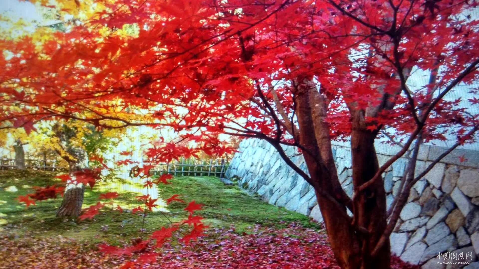 晚秋   紅葉