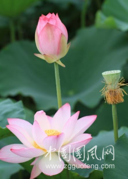 心生蓮花，芬芳自來