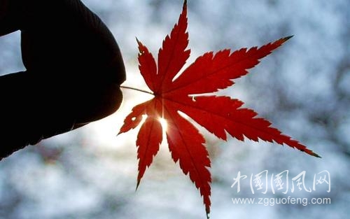 片葉凝想