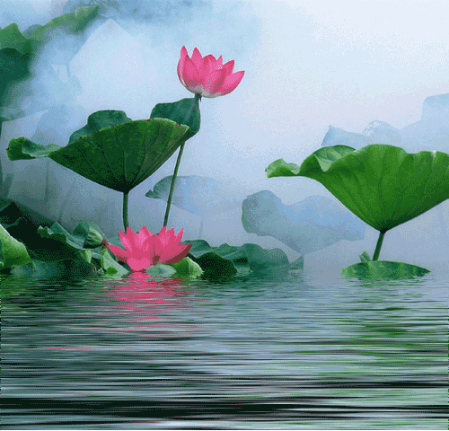 善良，是心間一朵蓮花開