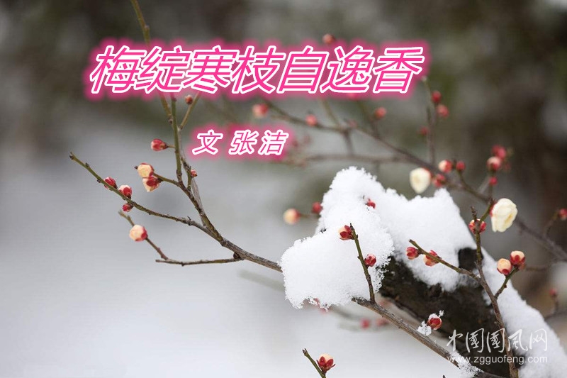 梅綻寒枝自逸香（文  張潔）