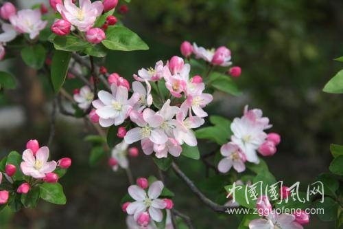 海棠報(bào)春