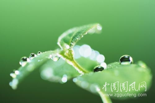 冰淚草