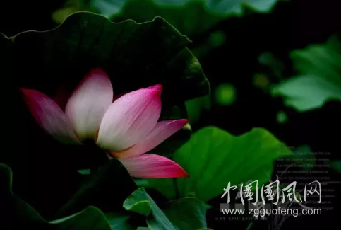 荷葉田田，風(fēng)月無(wú)邊