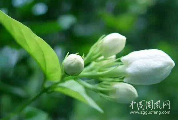 茉莉花開香滿枝