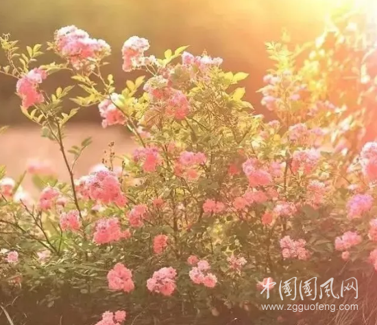 寂寞花開