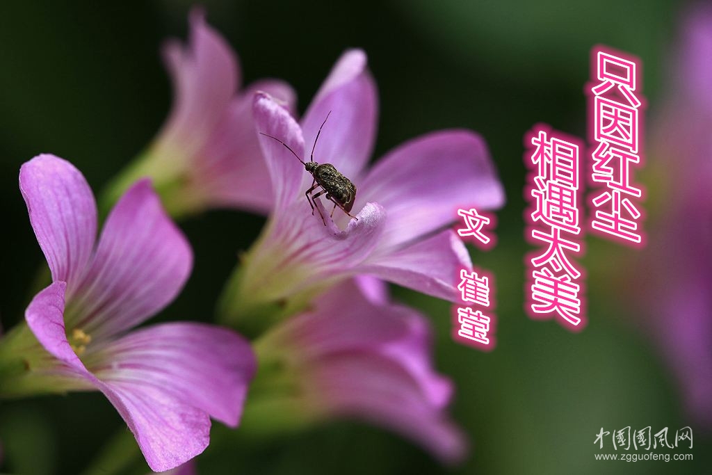  只因紅塵，相遇太美（文/崔瑩）