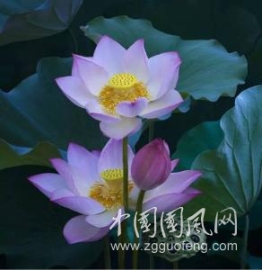 心生蓮花，芬芳自來