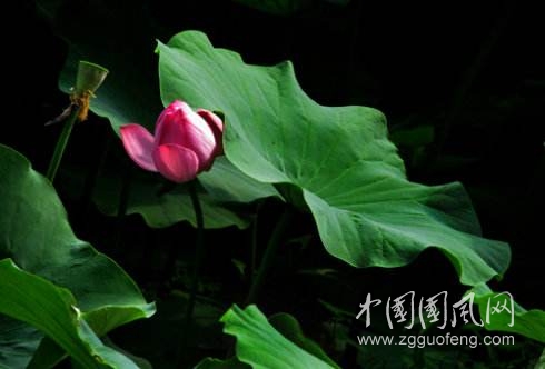 心事如蓮