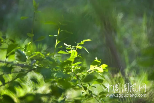 窺視玫瑰叢中的雛鳥(niǎo)