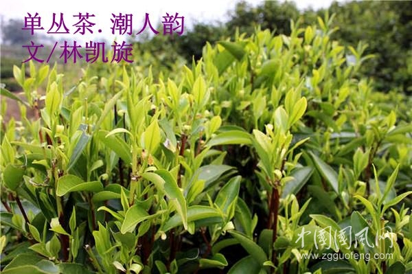 單叢茶.潮人韻