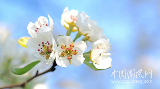 一泓弘音