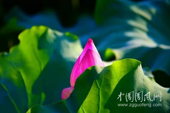  圓 形 圖 片
