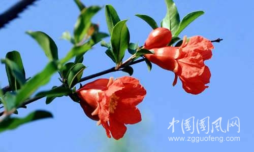 《榴花飄飛的季節(jié)想你》