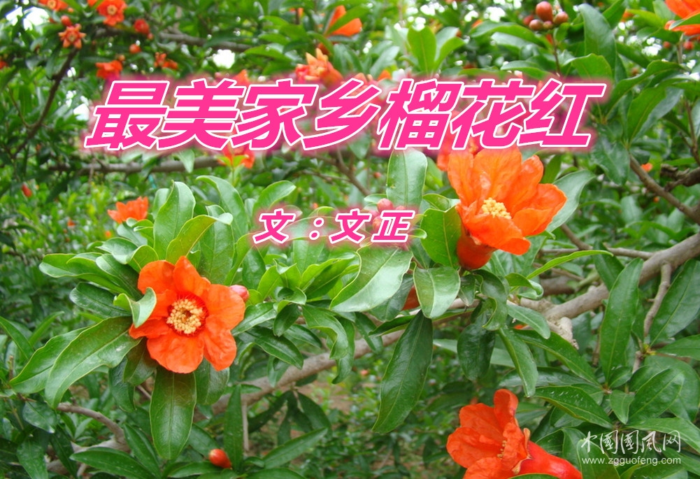 最美家鄉(xiāng)榴花紅（文：文正）