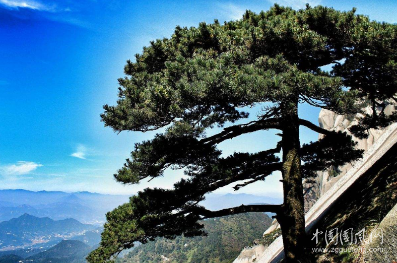 蒼山上的崖柏