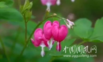  寫給母親的信