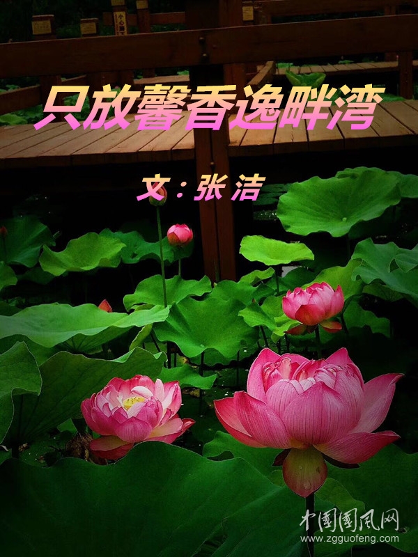 只放馨香逸畔灣（文：張潔）