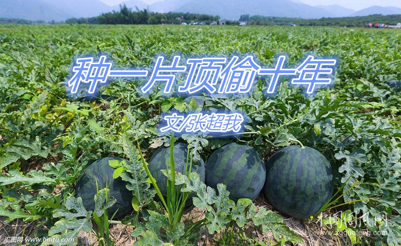  種一片頂偷十年（文/張超我）