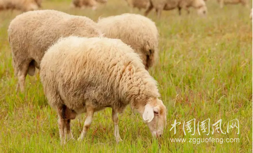 等不到壽終的牲靈