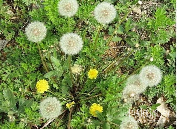 我愛(ài)蒲公英