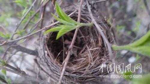 干澀的鳥巢