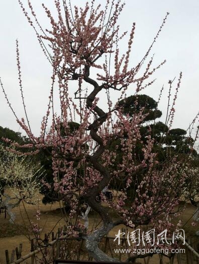 植物語