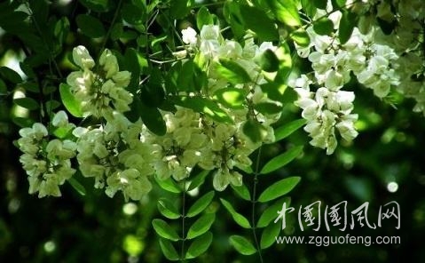 五月槐花香  文/張晴