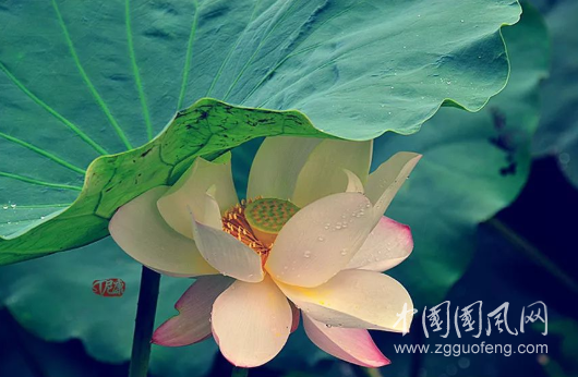 QQ截圖20190426182657.png