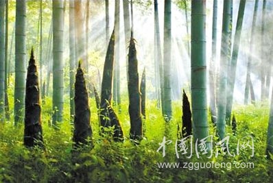 筍.jpg