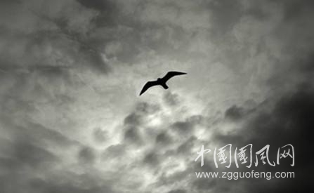 懷念一只鳥