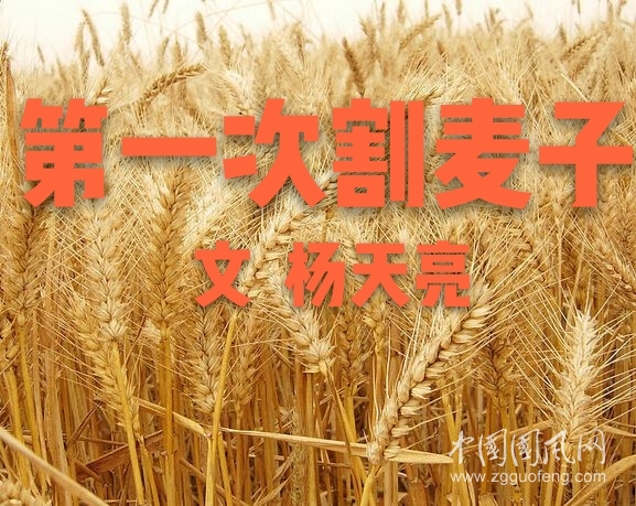 第一次割麥(文  楊天亮)