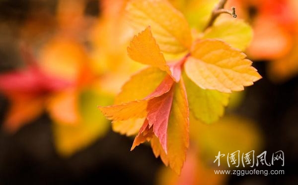  淺秋（文/青春鳥·新疆)