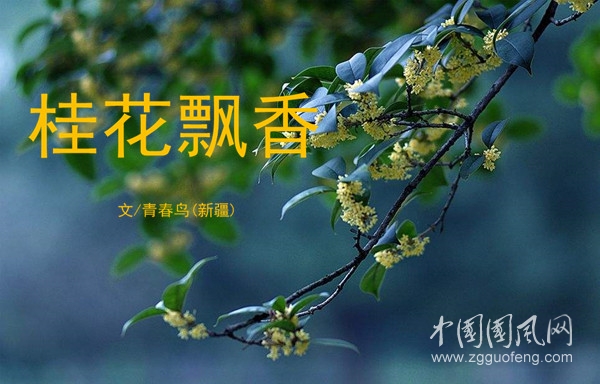  桂花飄香（文/青春鳥·新疆)）
