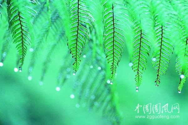 等待一場雨