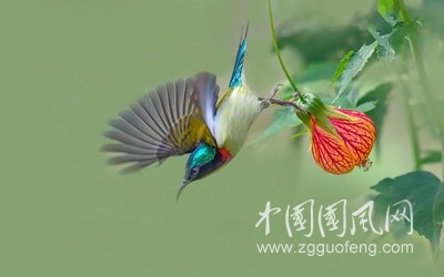 晚秋如歌（文 青春鳥）