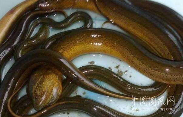  逮魚(yú)系列之九：插黃鱔（文 楊天亮）