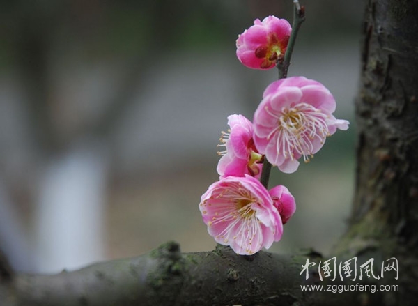 藥名詩之四（文 張玲 冬瑩）