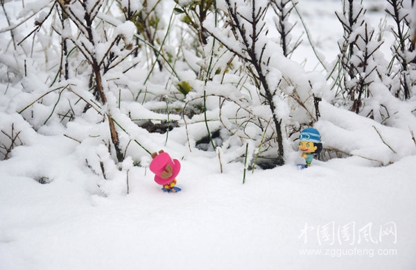 愛情如雪（文  吉日蓮花）
