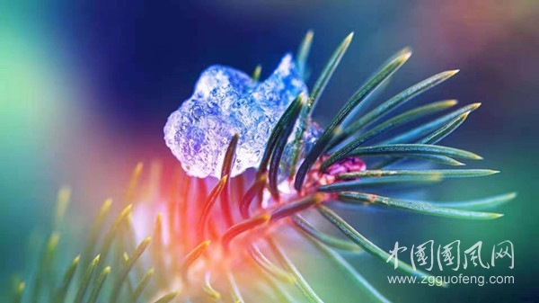 藥名詩之七（文 張玲 冬瑩）
