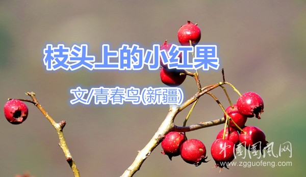  枝頭上的小紅果