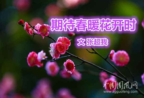  期待春暖花開(kāi)時(shí)（文  張超我）