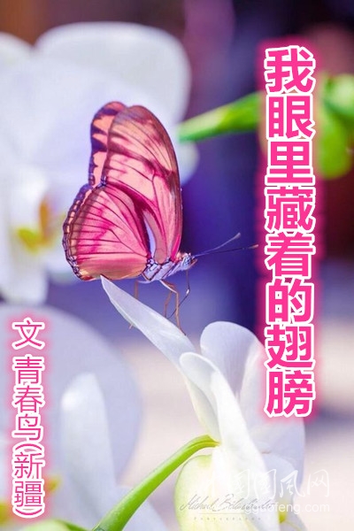 蝴蝶6_副本.jpg