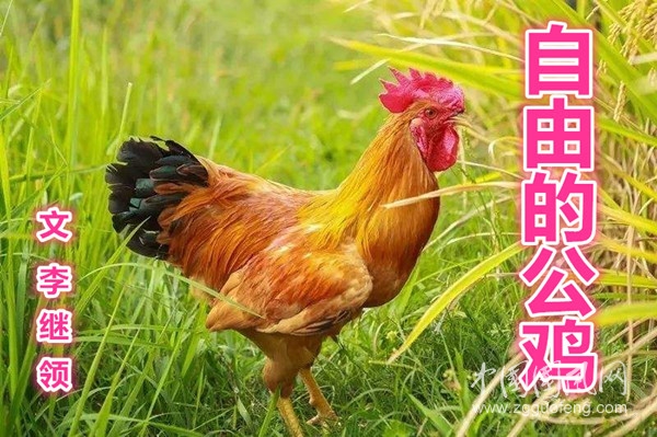  自由的公雞（文 李繼領(lǐng)）
