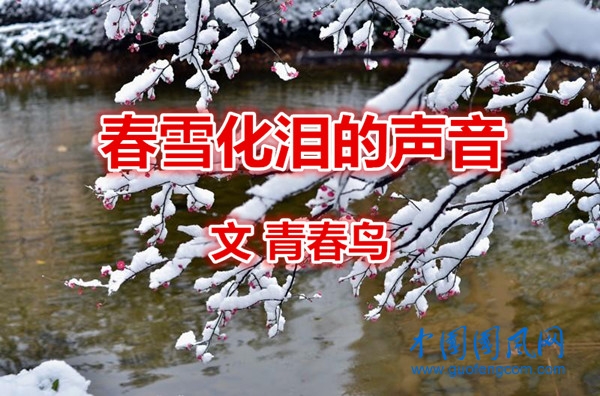 春雪化淚的聲音（文/青春鳥）