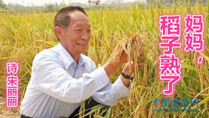  媽媽，稻子熟了（詩(shī)  宋麗麗）