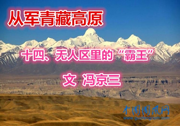 從軍青藏高原 十四   無(wú)人區(qū)里的“霸王”（文  馮京三）