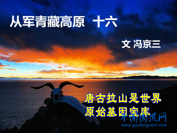 從軍青藏高原(十六）世界原始基因的寶庫（文  馮京三）